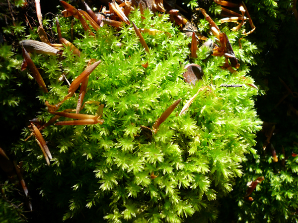 P1020941